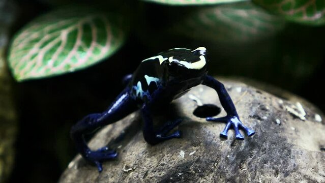 detalle de una rana flecha tintada.