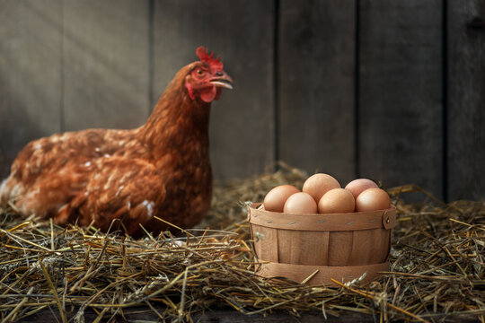 basket of eggs with red chicken in dry straw inside a wooden henhouse