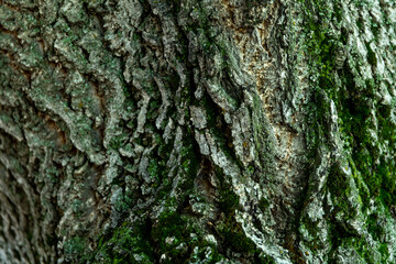 Old wood background. Natural wooden texture.