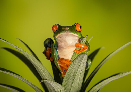 Red Eyed Frog On A Leaf