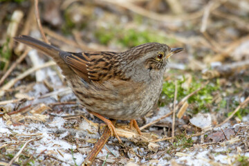 Heckenbraunelle (Prunella modularis)