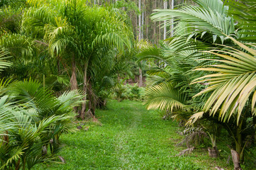 Palmeira Real  plantation in brazil