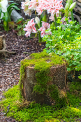Moss is used for gardens and bonsai as a aesthetic sense