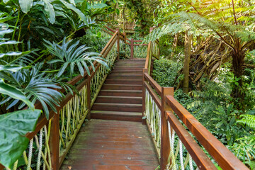 Old wooden bridge with stairs in tropical rainforest park