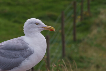 Portrait of seagull meadow in background