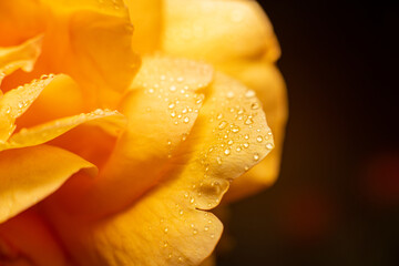 Dew kissed delicate yellow rose. Yellow rose with water drops.