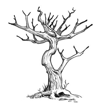 Tree drawing leafless