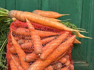Carrot harvest in a bag.