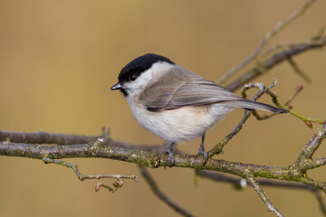 Fototapeta premium Sumpfmeise (Poecile palustris)