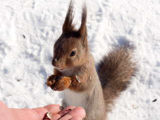 squirrel in winter closeup