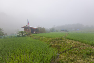 the fog cover over rice field step in the morning