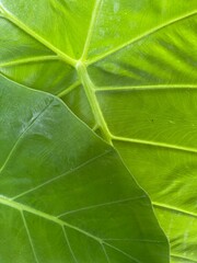 Tropical leaves on the green background of leaves where 2 leaves are stacked on top of each other.