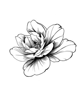 7084 Peony Tattoo Black White Images Stock Photos  Vectors  Shutterstock
