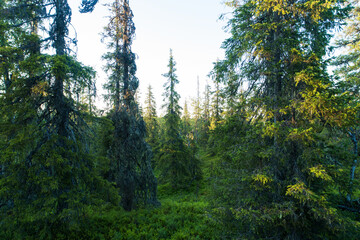 Summery old-growth taiga forest in Riisitunturi National Park, Northern Finland