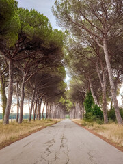 Summer in Tuscany, alley in the fields. Coltano, Pisa 