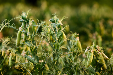 Pods of ripening green peas closeup. Green pea pods ripen on bush. Vegetable garden with growing green peas. Ripen green peas. Growing organic food