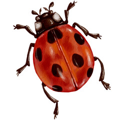 Red ladybug.Watercolor illustration of a winged insect. © Катерина Якубович