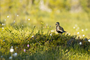 European golden plover standing on a turf making noise in summery bog in Riisitunturi National Park, Finland