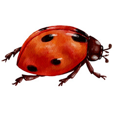 Red ladybug.Watercolor illustration of a winged insect.
