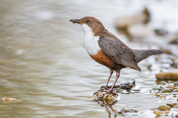 Wasseramsel (Cinclus cinclus)