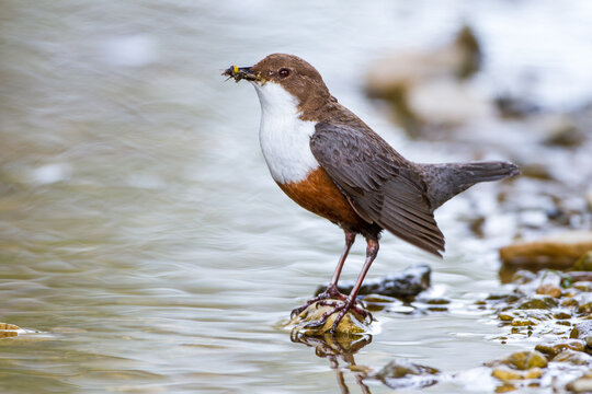 Wasseramsel (Cinclus cinclus)