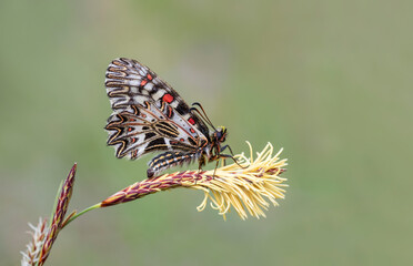 Fototapeta na wymiar Bitki Üzerinde Güneyli Fisto kelebeği (Zerynthia polyxena)