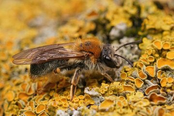 Closeup on a colorful female Orange tailed mining bee, Andrena haemorrhoa