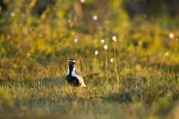 European golden plover standing in a summery bog in Riisitunturi National Park, Finland	