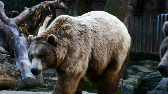 El Oso Pardo (o Ursus arctos)