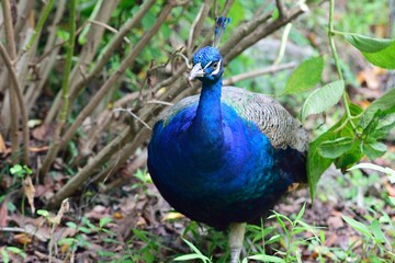 クジャク　雨引観音　peacock