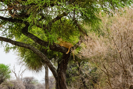 Young lioness (Panthera leo) lying on a tree at Tarangire national park, Tanzania. Wildlife photo