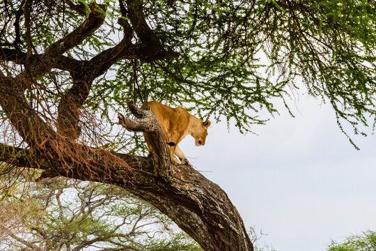 Young lioness (Panthera leo) climb down from the tree at Tarangire national park, Tanzania. Wildlife photo