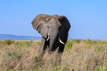 Fototapeta na wymiar African elephant (Loxodonta) at the Serengeti national park, Tanzania. Wildlife photo