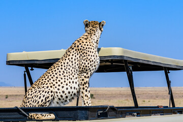 Young cheetah (Acinonyx jubatus) on roof of safari suv at the Serengeti national park, Tanzania....