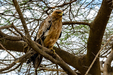 Fototapeta na wymiar Tawny eagle (Aquila rapax) on a branch of tree at Serengeti national park, Tanzania