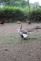 Parc