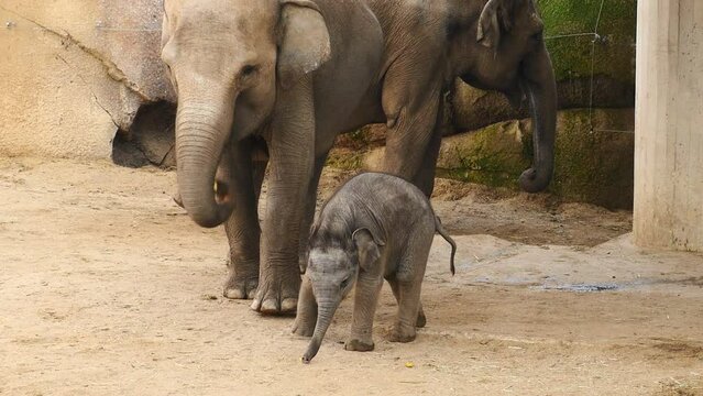 Una cr&iacute;a de elefante junto a su familia.