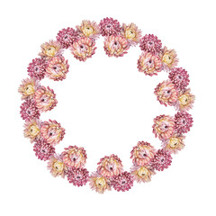 Watercolor boho wreath isolated on white background. Circle frame border template for design. Dry flower pink chrysanthemum for wedding. Hand-drawn summer autumn plant. Clipart with copy space