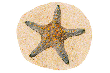 Grey starfish on sand isolated on a white background