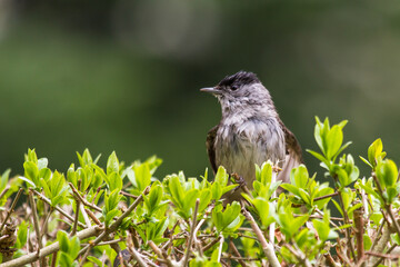 Mönchsgrasmücke (Sylvia atricapilla) Männchen