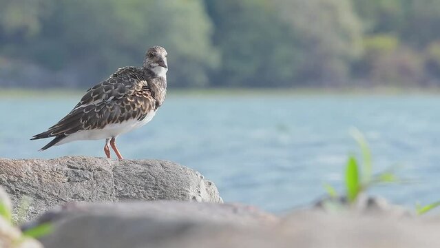 Cleaning time for the ruddy turnstone on the rocks (Arenaria interpres)