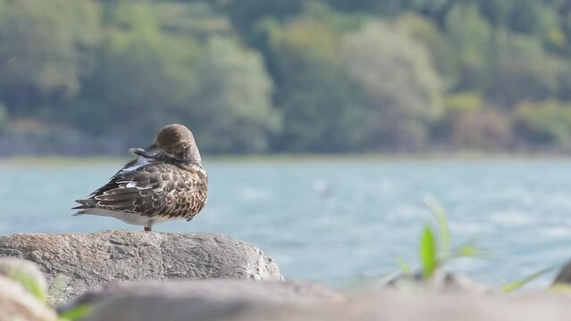 The ruddy turnstone on the rock (Arenaria interpres)