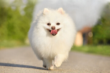 Pomeranian runs forward on asphalt