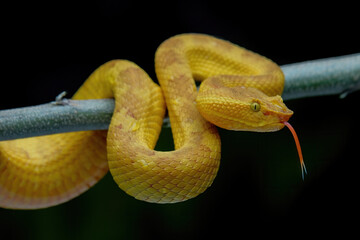 Trimeresurus Piniceus