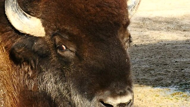 Detalle de la cabeza de un bisonte.