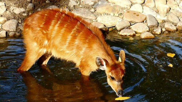 Un joven sitatunga bebiendo agua de un aroyo.
