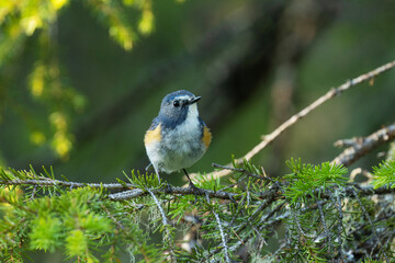 Beautiful Red-flanked bluetail, Tarsiger cyanurus perched in a summery taiga forest near Kuusamo, Northern Finland