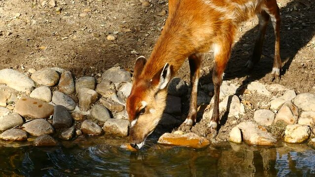 Un joven sitatunga bebiendo agua de un aroyo.