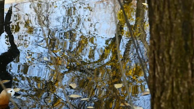 Detalle de un pato cruzando un peque&ntilde;o r&iacute;o y reflejado en el r&iacute;o unas patas de un ciervo.