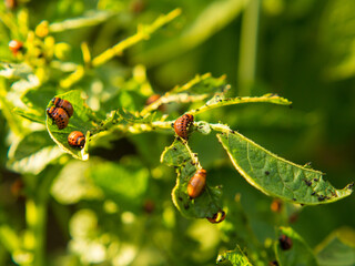 close-up of the Colorado potato beetle and larvae on green potato leaves. pest control